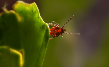GARES Garrapatas de España